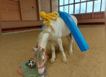 Tinker, Caballo castrado, 4 años, 145 cm, Atigrado/Moteado