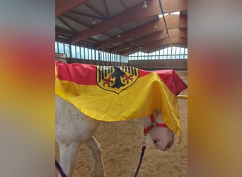 Tinker, Caballo castrado, 4 años, 145 cm, Atigrado/Moteado