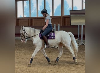 Tinker, Caballo castrado, 4 años, 145 cm, Atigrado/Moteado