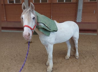 Tinker, Caballo castrado, 4 años, 145 cm, Atigrado/Moteado