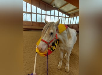 Tinker, Caballo castrado, 4 años, 145 cm, Atigrado/Moteado