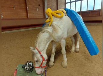 Tinker, Caballo castrado, 4 años, 145 cm, Atigrado/Moteado