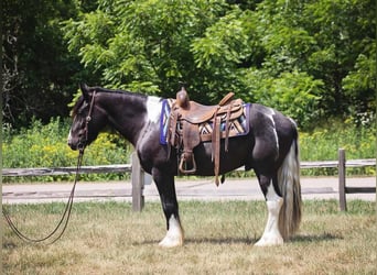 Tinker, Caballo castrado, 4 años, 145 cm