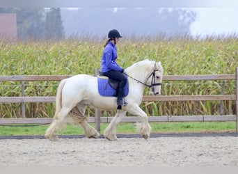 Tinker, Caballo castrado, 4 años, 145 cm, Palomino