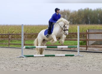 Tinker, Caballo castrado, 4 años, 145 cm, Palomino