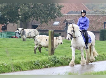 Tinker, Caballo castrado, 4 años, 145 cm, Palomino