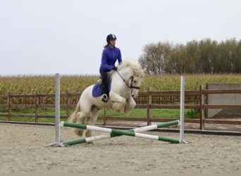 Tinker, Caballo castrado, 4 años, 145 cm, Palomino