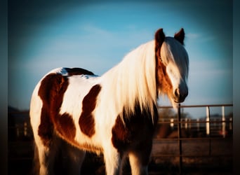 Tinker, Caballo castrado, 4 años, 145 cm, Tobiano-todas las-capas