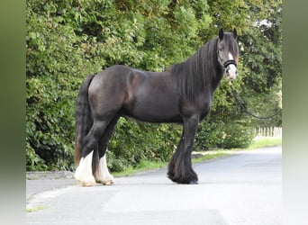 Tinker, Caballo castrado, 4 años, 146 cm, Negro