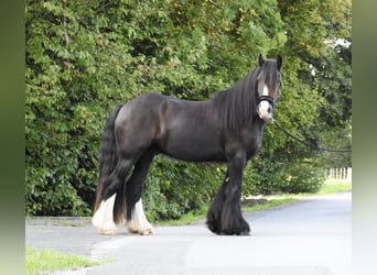 Tinker, Caballo castrado, 4 años, 146 cm, Negro