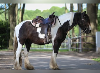 Tinker, Caballo castrado, 4 años, 146 cm, Pío