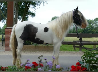 Tinker, Caballo castrado, 4 años, 146 cm, Pío