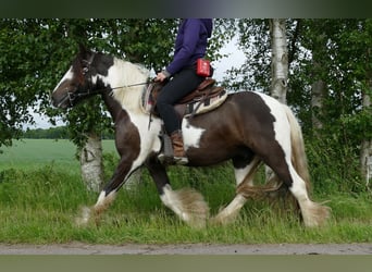 Tinker, Caballo castrado, 4 años, 146 cm, Pío