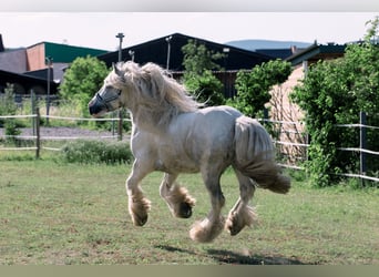 Tinker, Caballo castrado, 4 años, 146 cm, Tordo