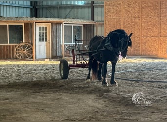 Tinker Mestizo, Caballo castrado, 4 años, 147 cm, Negro