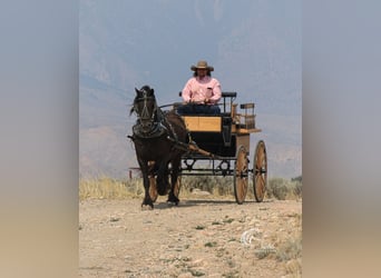 Tinker Mestizo, Caballo castrado, 4 años, 147 cm, Negro