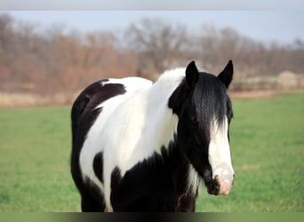 Tinker, Caballo castrado, 4 años, 147 cm, Pío