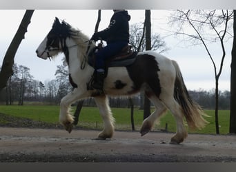 Tinker, Caballo castrado, 4 años, 148 cm, Pío