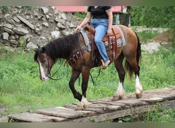 Tinker Mestizo, Caballo castrado, 4 años, 150 cm, Buckskin/Bayo