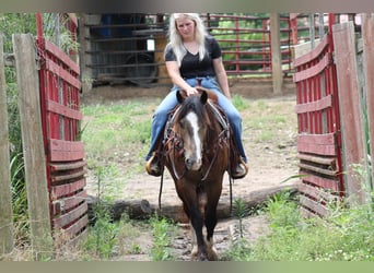Tinker Mestizo, Caballo castrado, 4 años, 150 cm, Buckskin/Bayo