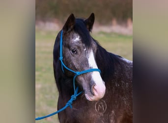 Tinker Mestizo, Caballo castrado, 4 años, 150 cm