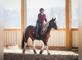 Tinker Mestizo, Caballo castrado, 4 años, 150 cm, Castaño rojizo