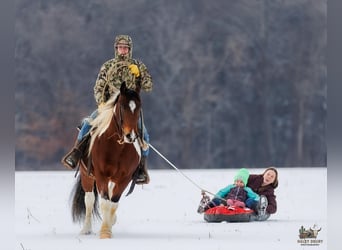 Tinker Mestizo, Caballo castrado, 4 años, 150 cm, Castaño rojizo