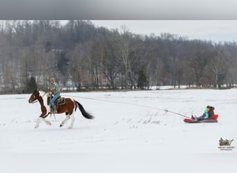 Tinker Mestizo, Caballo castrado, 4 años, 150 cm, Castaño rojizo