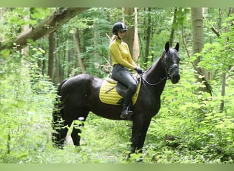 Tinker, Caballo castrado, 4 años, 150 cm, Negro