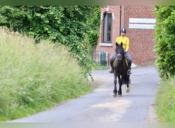 Tinker, Caballo castrado, 4 años, 150 cm, Negro