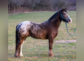 Tinker Mestizo, Caballo castrado, 4 años, 150 cm, Negro