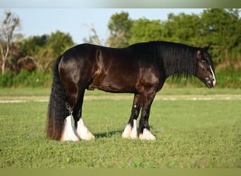 Tinker, Caballo castrado, 4 años, 150 cm, Negro