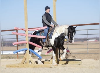 Tinker Mestizo, Caballo castrado, 4 años, 150 cm, Pío