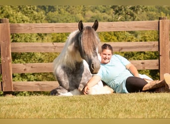 Tinker Mestizo, Caballo castrado, 4 años, 150 cm, Tobiano-todas las-capas