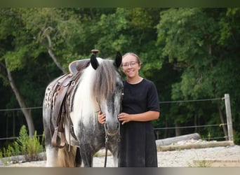 Tinker Mestizo, Caballo castrado, 4 años, 150 cm, Tobiano-todas las-capas