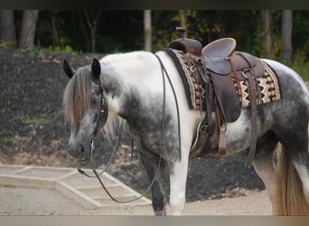 Tinker Mestizo, Caballo castrado, 4 años, 150 cm, Tobiano-todas las-capas