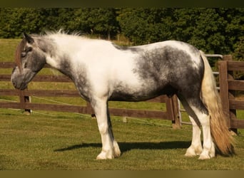 Tinker Mestizo, Caballo castrado, 4 años, 150 cm, Tobiano-todas las-capas