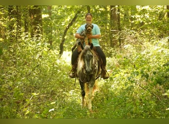 Tinker Mestizo, Caballo castrado, 4 años, 150 cm, Tobiano-todas las-capas