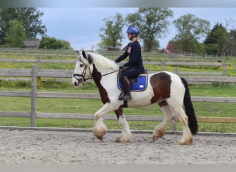 Tinker, Caballo castrado, 4 años, 151 cm, Pío