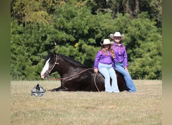 Tinker, Caballo castrado, 4 años, 152 cm, Negro