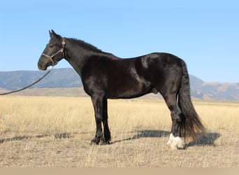 Tinker Mestizo, Caballo castrado, 4 años, 152 cm, Negro