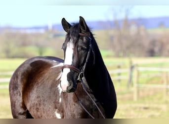 Tinker Mestizo, Caballo castrado, 4 años, 152 cm, Pío