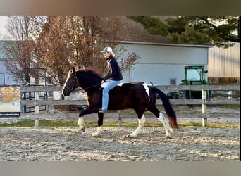Tinker Mestizo, Caballo castrado, 4 años, 152 cm, Pío