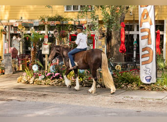 Tinker Mestizo, Caballo castrado, 4 años, 152 cm, Tobiano-todas las-capas