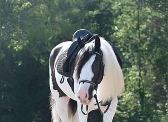 Tinker, Caballo castrado, 4 años, 157 cm, Tobiano-todas las-capas