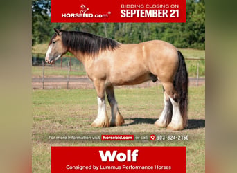 Tinker, Caballo castrado, 4 años, Buckskin/Bayo