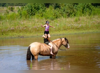 Tinker, Caballo castrado, 4 años, Buckskin/Bayo