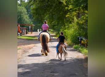 Tinker, Caballo castrado, 4 años, Buckskin/Bayo