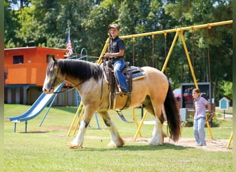 Tinker, Caballo castrado, 4 años, Buckskin/Bayo