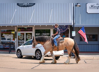 Tinker, Caballo castrado, 4 años, Buckskin/Bayo